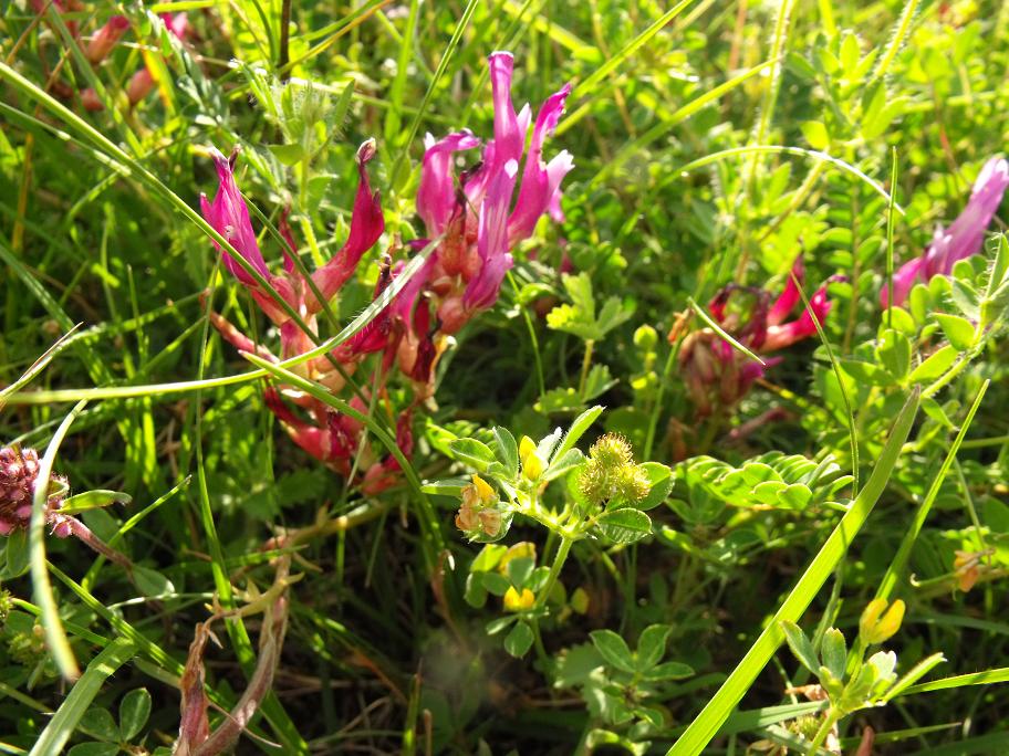 Astragalus monspessulanus